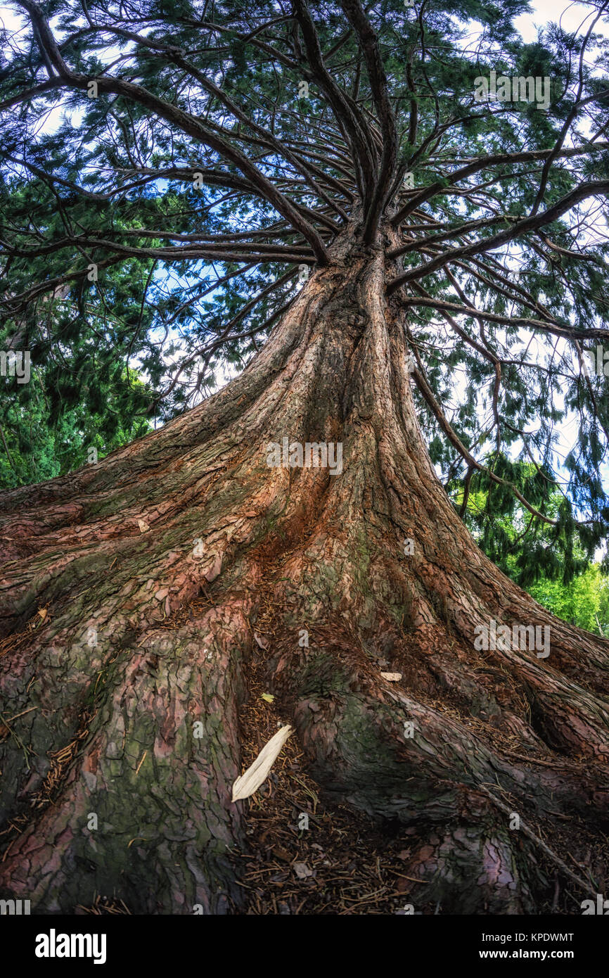 Atlas Blue albero di cedro Foto Stock