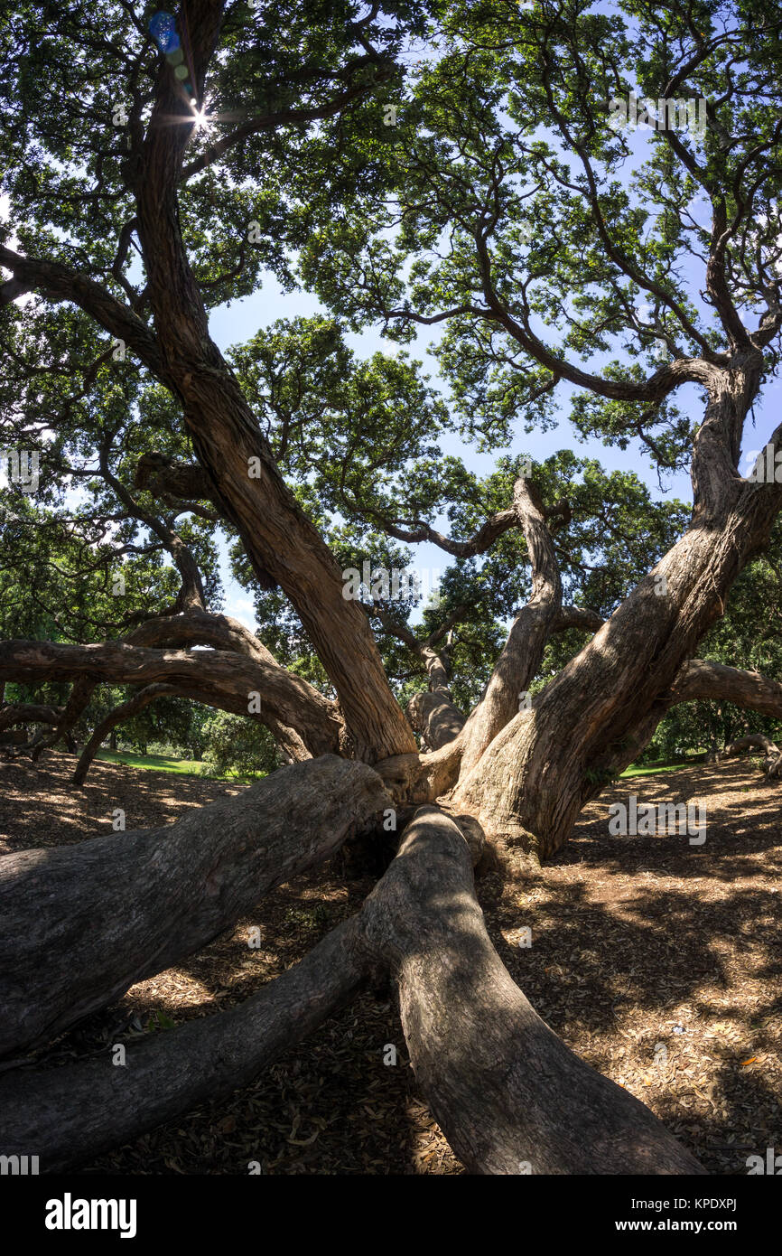 Nuova Zelanda pohutukawa Foto Stock