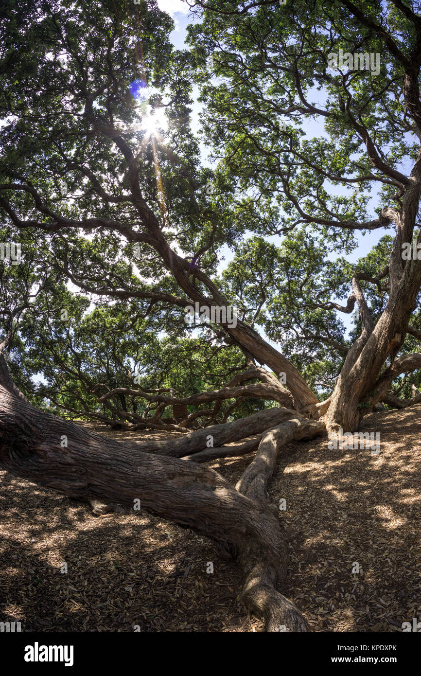 Nuova Zelanda pohutukawa Foto Stock