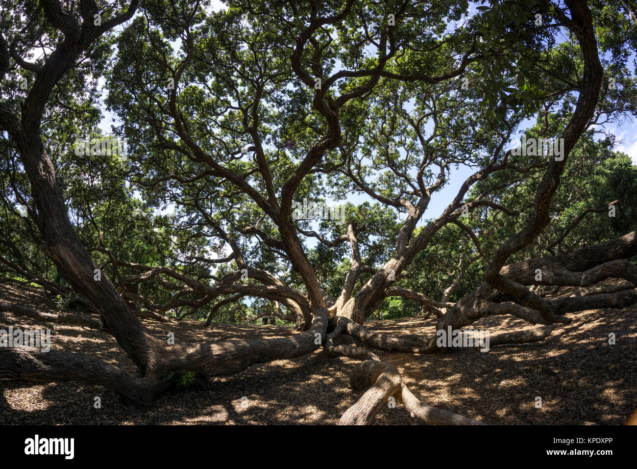 Nuova Zelanda pohutukawa Foto Stock