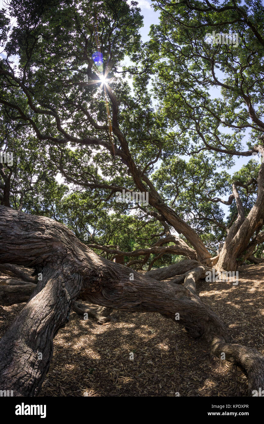 Nuova Zelanda pohutukawa Foto Stock