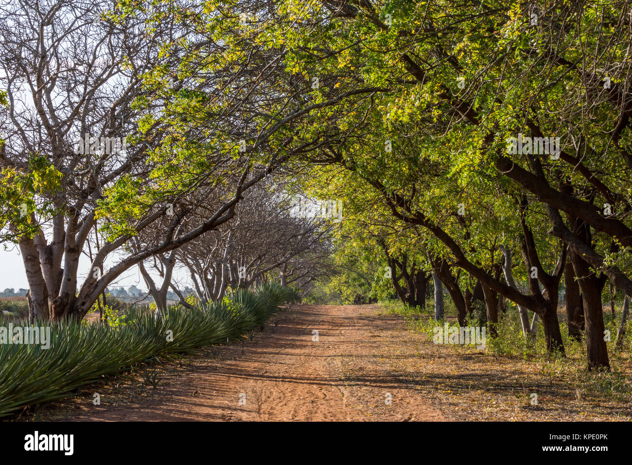 Alberi alberato a Berenty riserva privata, un santuario della fauna selvatica di preservare unici e rari della flora e della fauna. Madagascar, Africa. Foto Stock