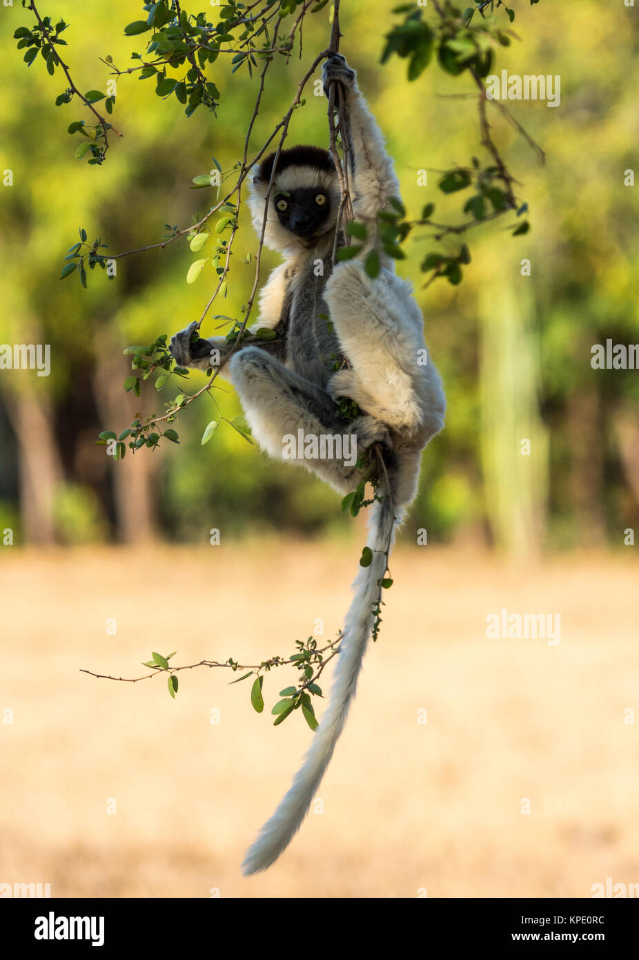 Un Verreaux's Sifaka (Propithecus verreauxi) appeso a un albero. Berenty riserva privata. Madagascar, Africa. Foto Stock