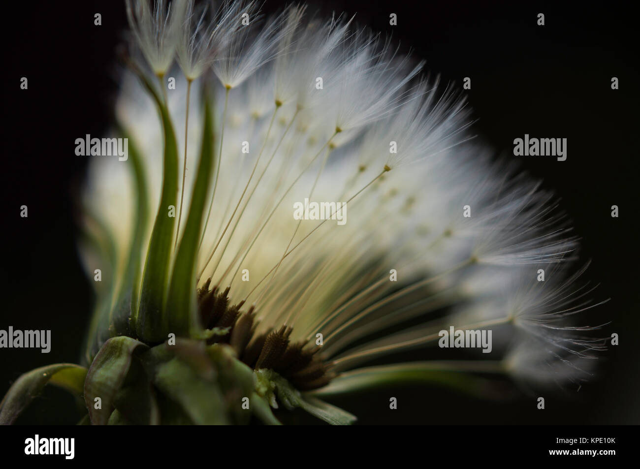 Pusteblumen im Frühjahr,Formen unfd Farben im Gegenlicht,Muster und Schatten auf dem Blatt,Gegenlichtreflexe Foto Stock