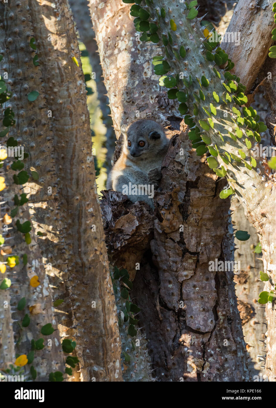 Un bianco-footed lemure sportive (Lepilemur leucopus) Nascondi tra il Madagascar ocotillo impianto. Berenty riserva privata. Madagascar, Africa. Foto Stock