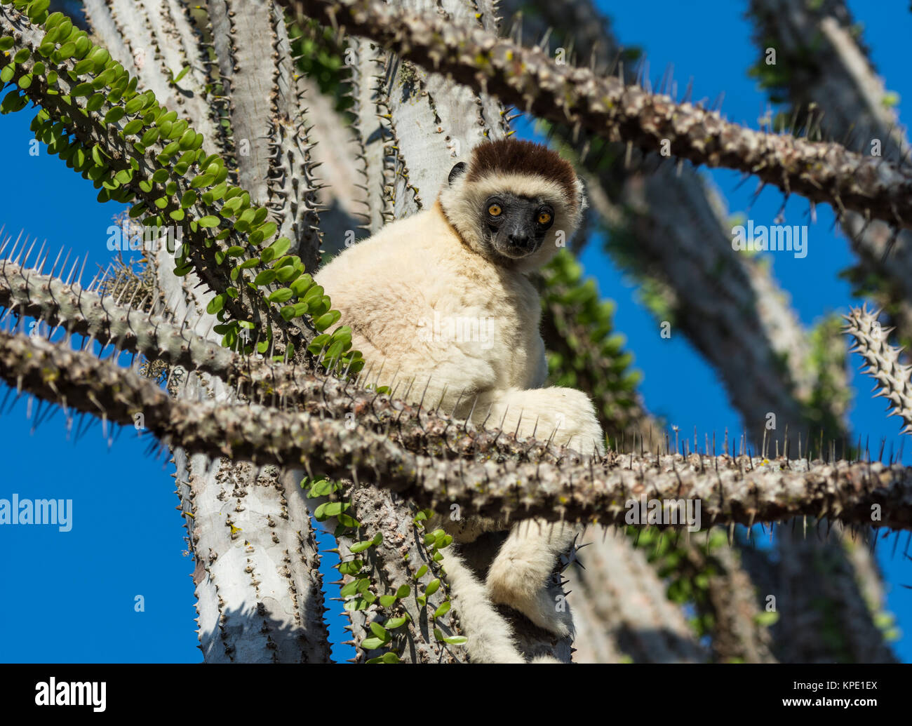 Un Verreaux's sifaka (Propithecus verreauxi) seduti su un Madagascar ocotillo pianta spinosa nella foresta. Berenty riserva privata. Madagascar, Africa. Foto Stock