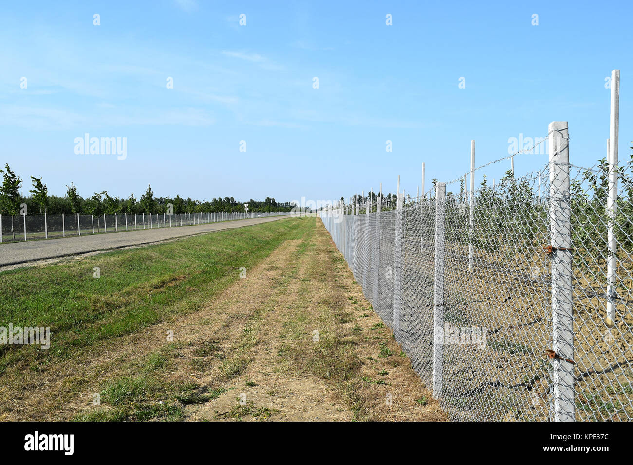 Giovani apple Orchard Foto Stock