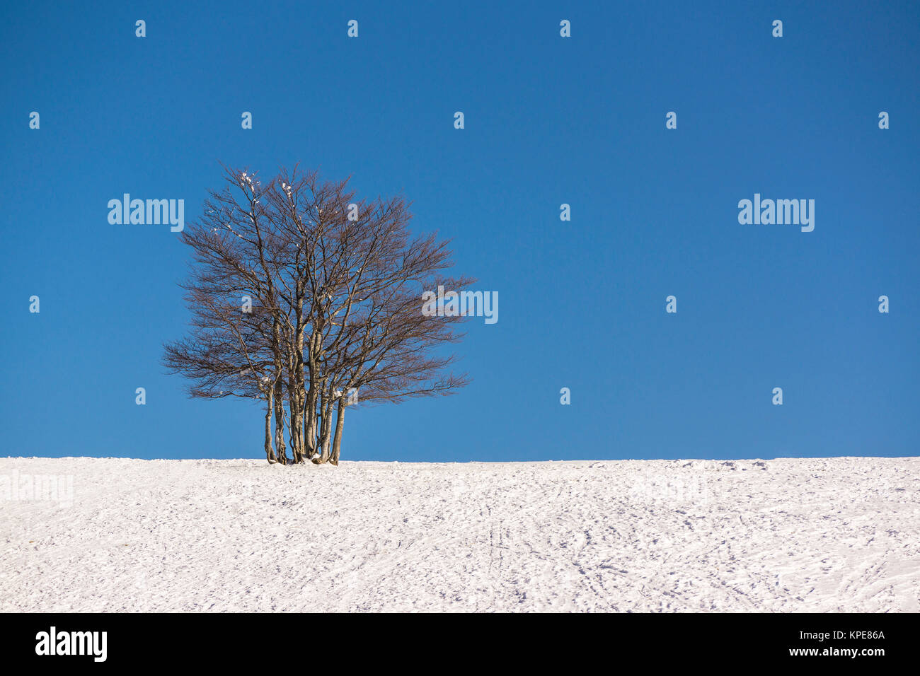 Albero singolo in un snowfield in inverno durante il bel tempo. Il cielo blu offre un ampio e solido spazio copia. Foto Stock