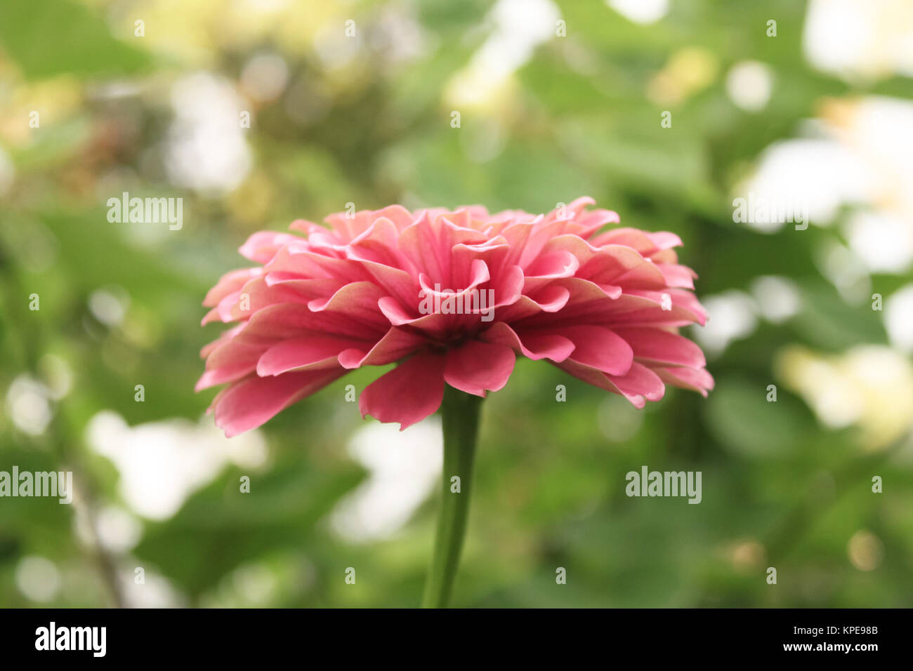 Soft focus rosa zinnia closeup contro verde sfocato sfondo bokeh di fondo Foto Stock