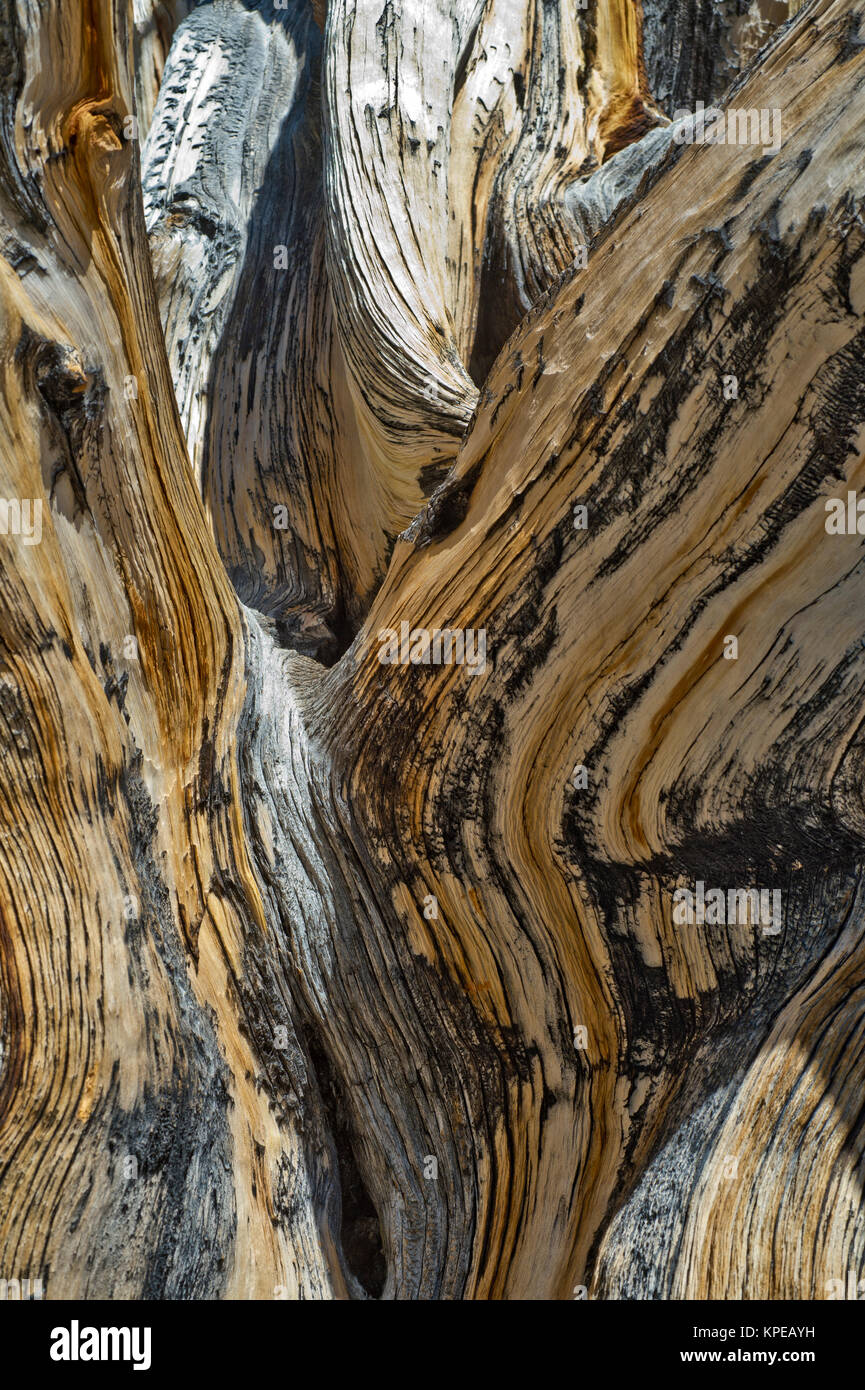 Bristlecone pine (Pinus longaeva) close-up nel Parco nazionale Great Basin Nevada. Più antichi noti non-organismo clonale sulla terra. Foto Stock