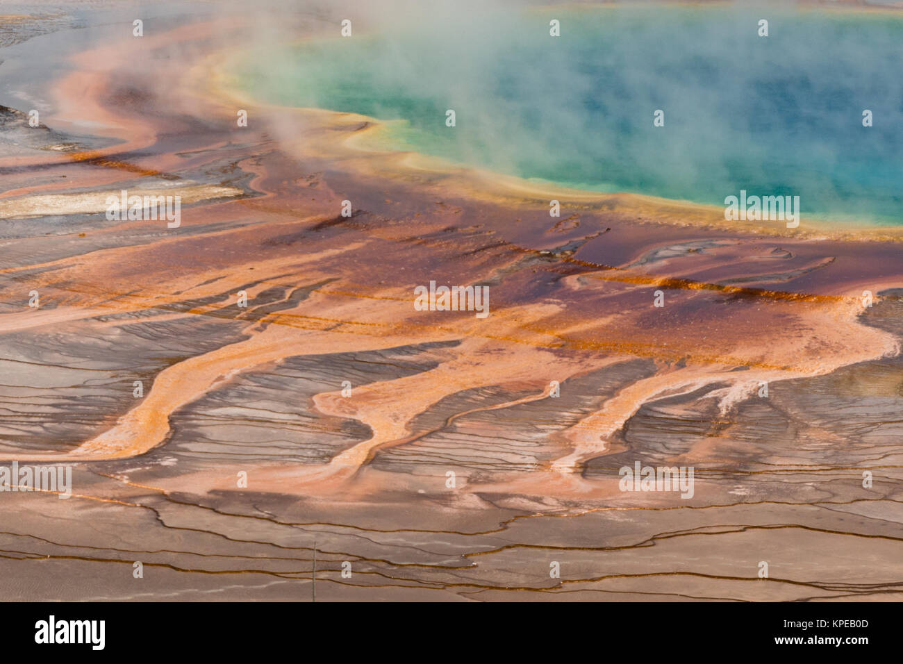 Dettaglio del Grand Prismatic primavera calda nel Parco Nazionale di Yellowstone, Wyoming Foto Stock Dettaglio del Grand Prismatic primavera calda nel Parco Nazionale di Yellowstone, Wyoming Foto Stock