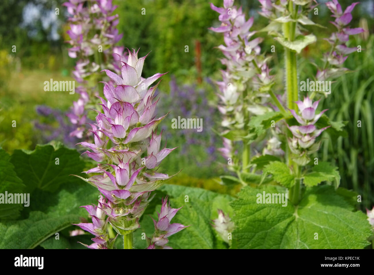 Salvia sclarea - clary dire impianto in giardino Foto Stock