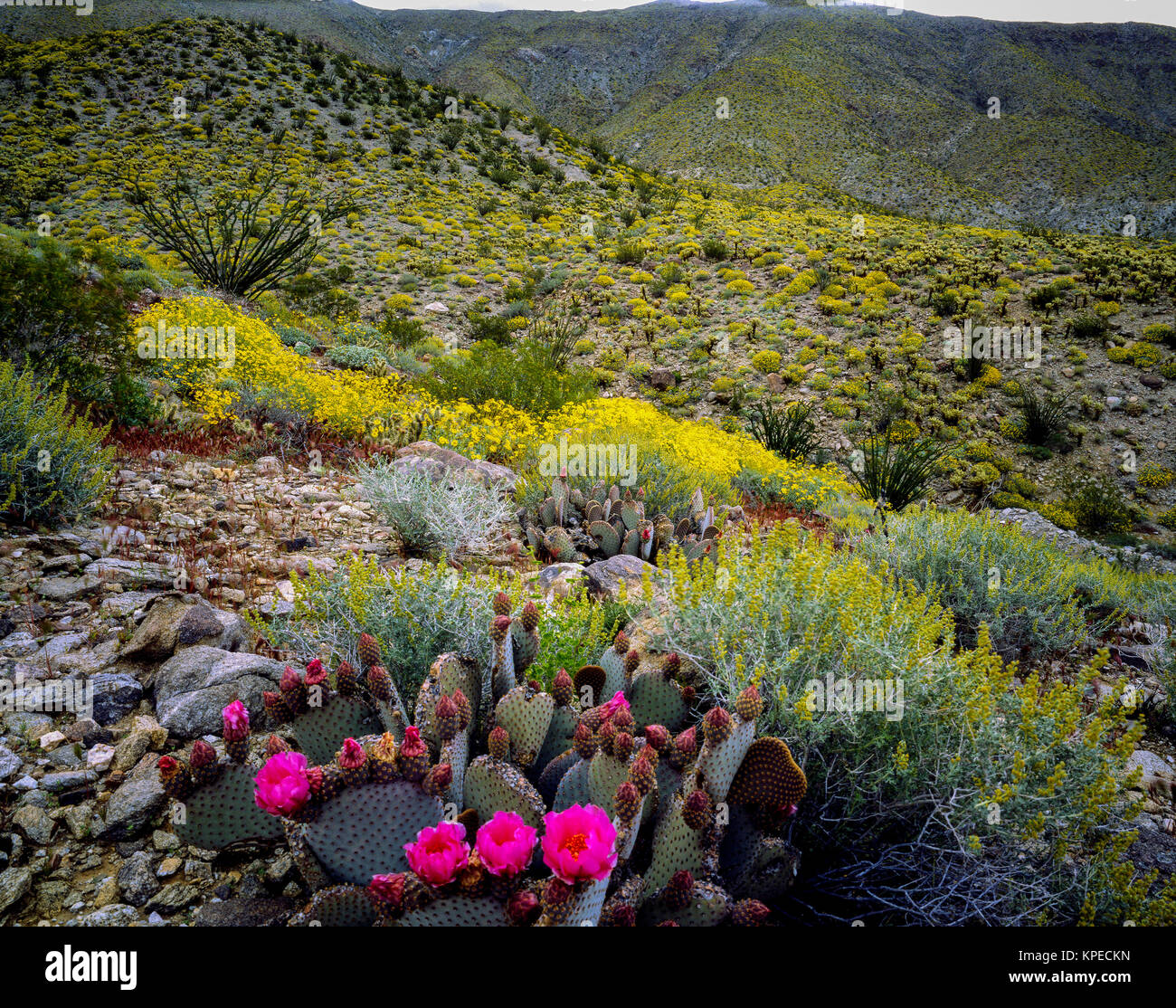 Deserto di fioritura, Anza-Borego, California Foto Stock