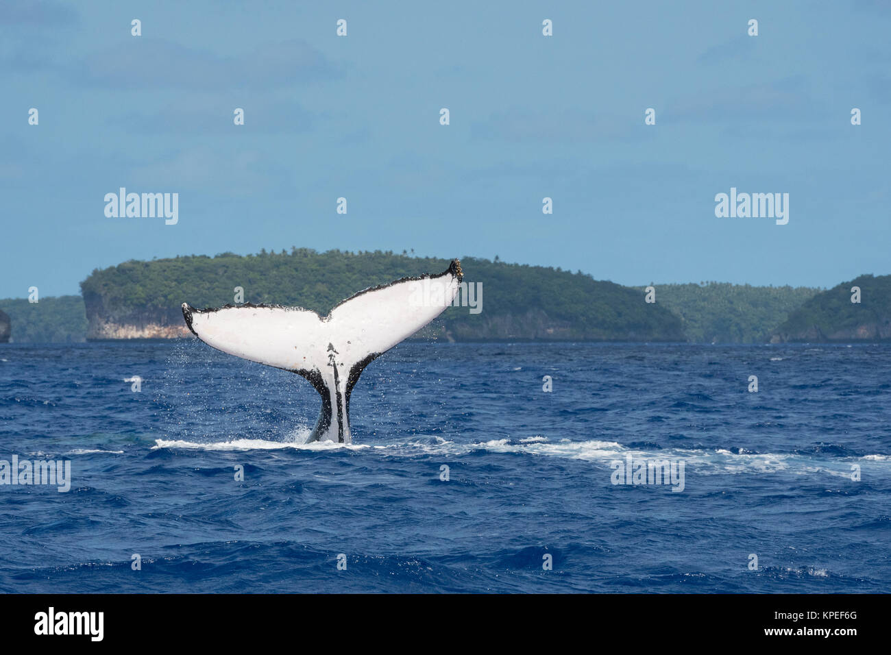 Humpback Whale, Megaptera novaeangliae, coda slap, Vava'u, Regno di Tonga, Sud Pacifico Foto Stock