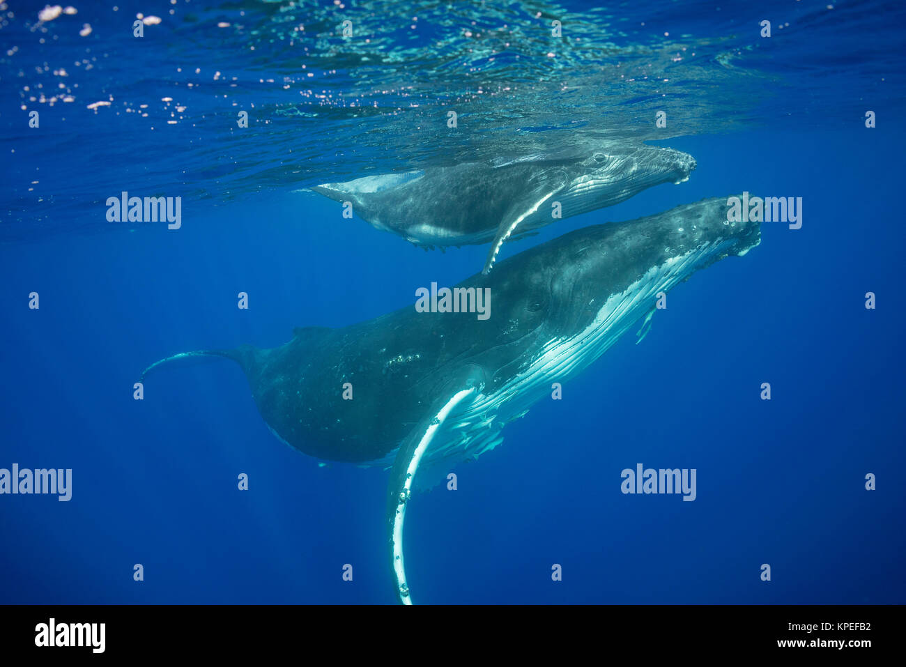 Humpback Whale, Megaptera novaeangliae, e del polpaccio, Vava'u, Tonga, Sud Pacifico; sia il bambino e la madre hanno remoras, o squalo ventose ad essi collegate Foto Stock