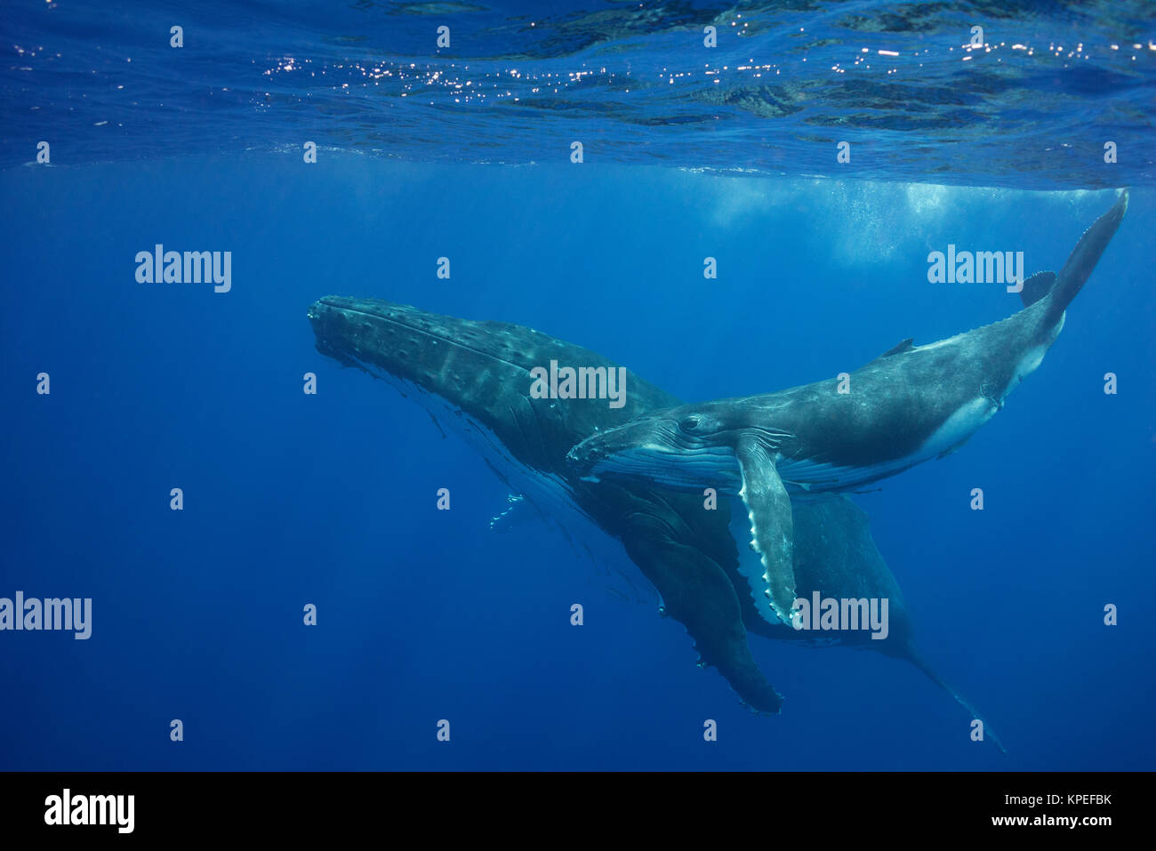 Humpback Whale, Megaptera novaeangliae, e del polpaccio, Vava'u, Tonga, Sud Pacifico; sia il bambino e la madre hanno commensali remoras, o squalo ventose Foto Stock