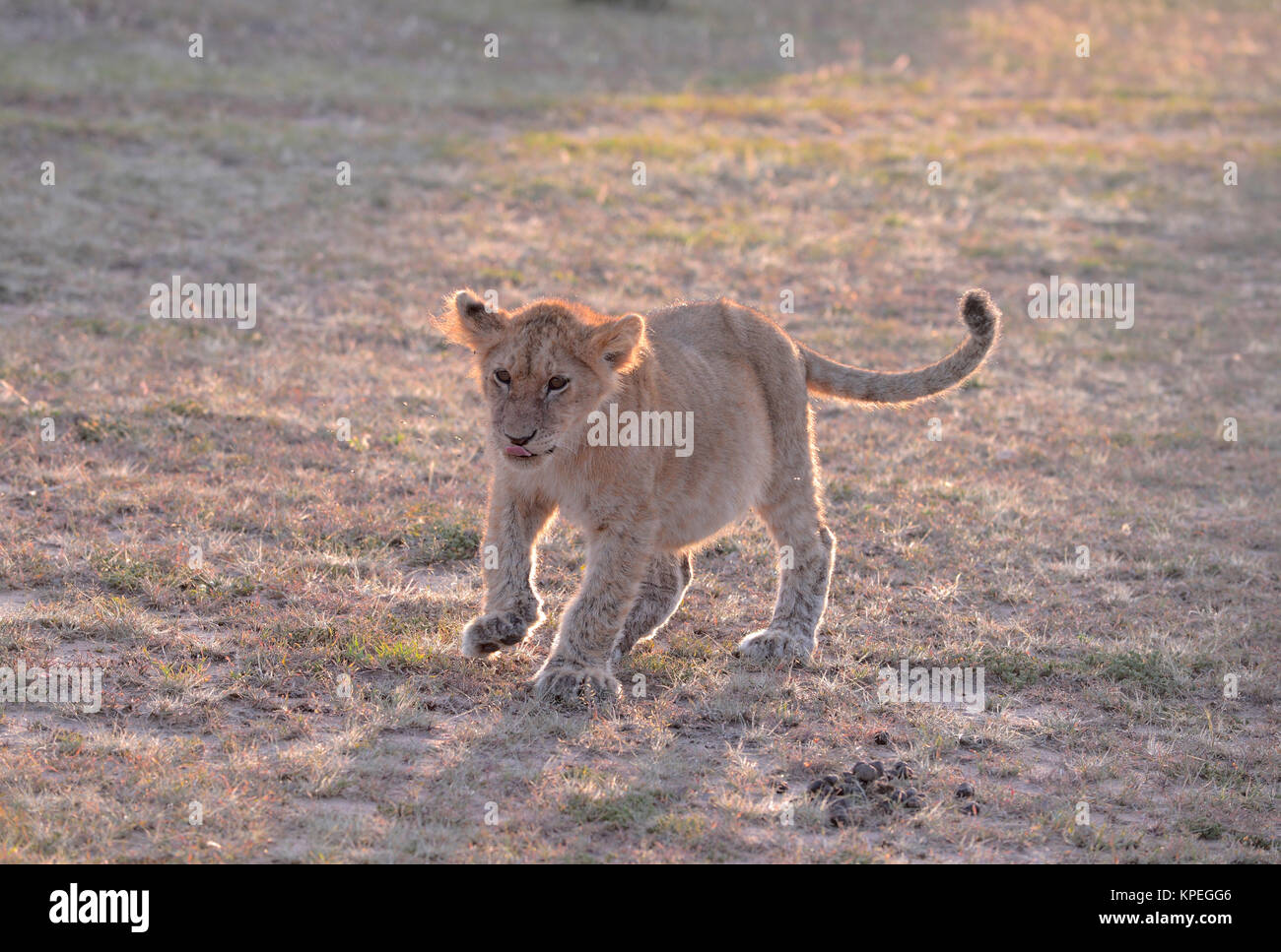 La fauna selvatica nel Maasai Mara, Kenya. Piccolo LION CUB tutti sul suo proprio nella prateria aperta. Foto Stock