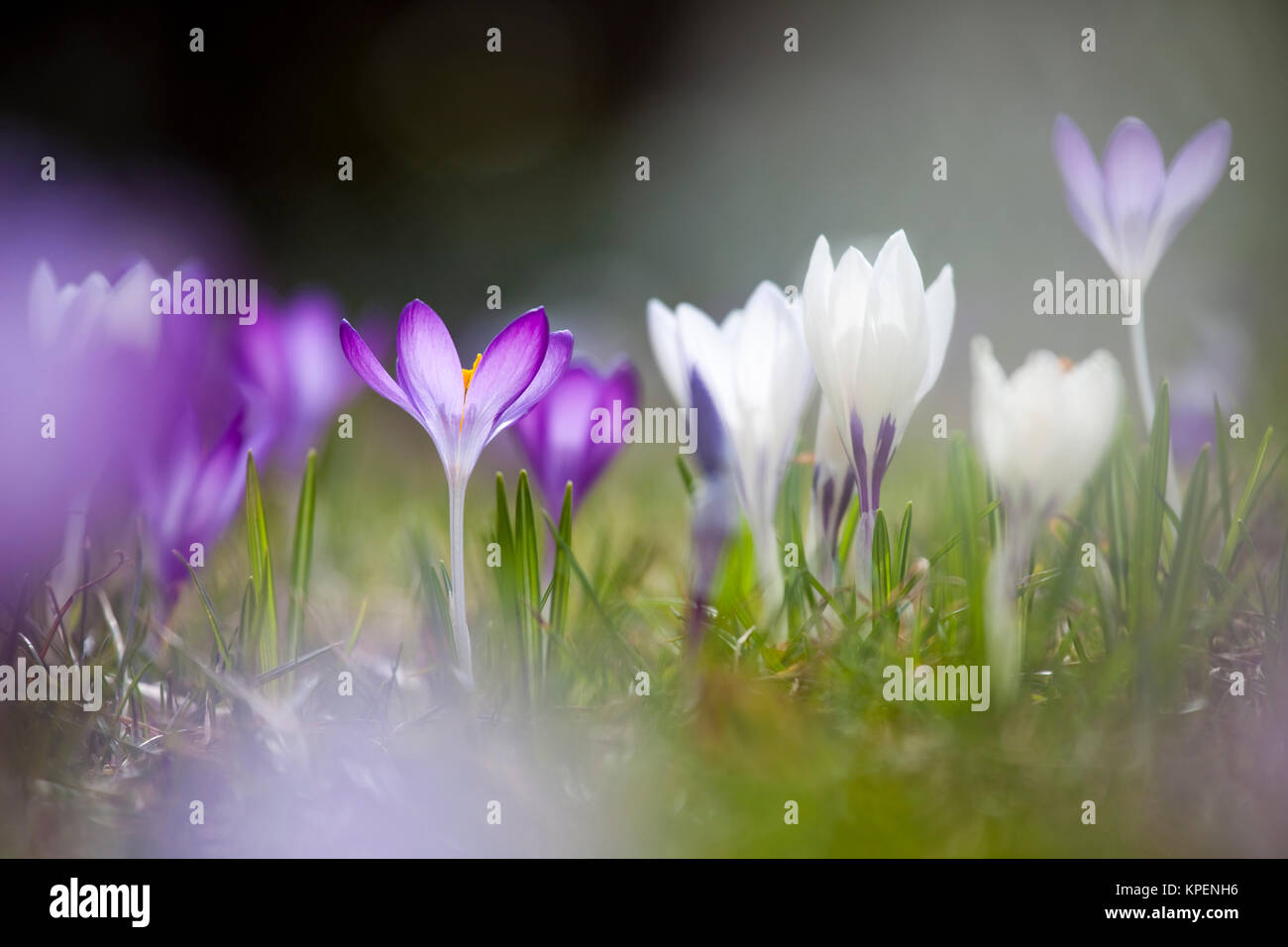 Krokus im Frühjahr und wolkenloser Himmel,nah fotografiert,Pflanzen im sonnigen Gegenlicht,Formen und Farben Foto Stock