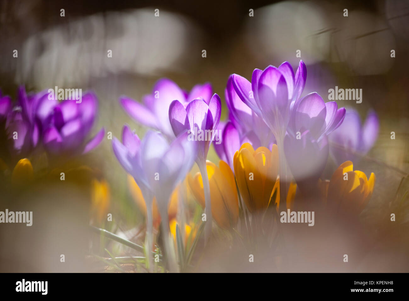 Krokus im Frühjahr und wolkenloser Himmel,nah fotografiert,Pflanzen im sonnigen Gegenlicht,Formen und Farben Foto Stock