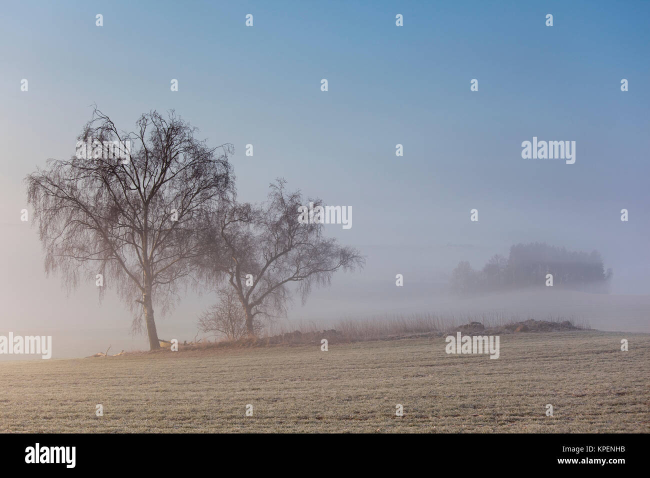 Sonnenaufgang im Nebel auf dem Feld,Wiesen und Wälder im Frühling,Nebelschwaden und durchbrechende Sonne Foto Stock