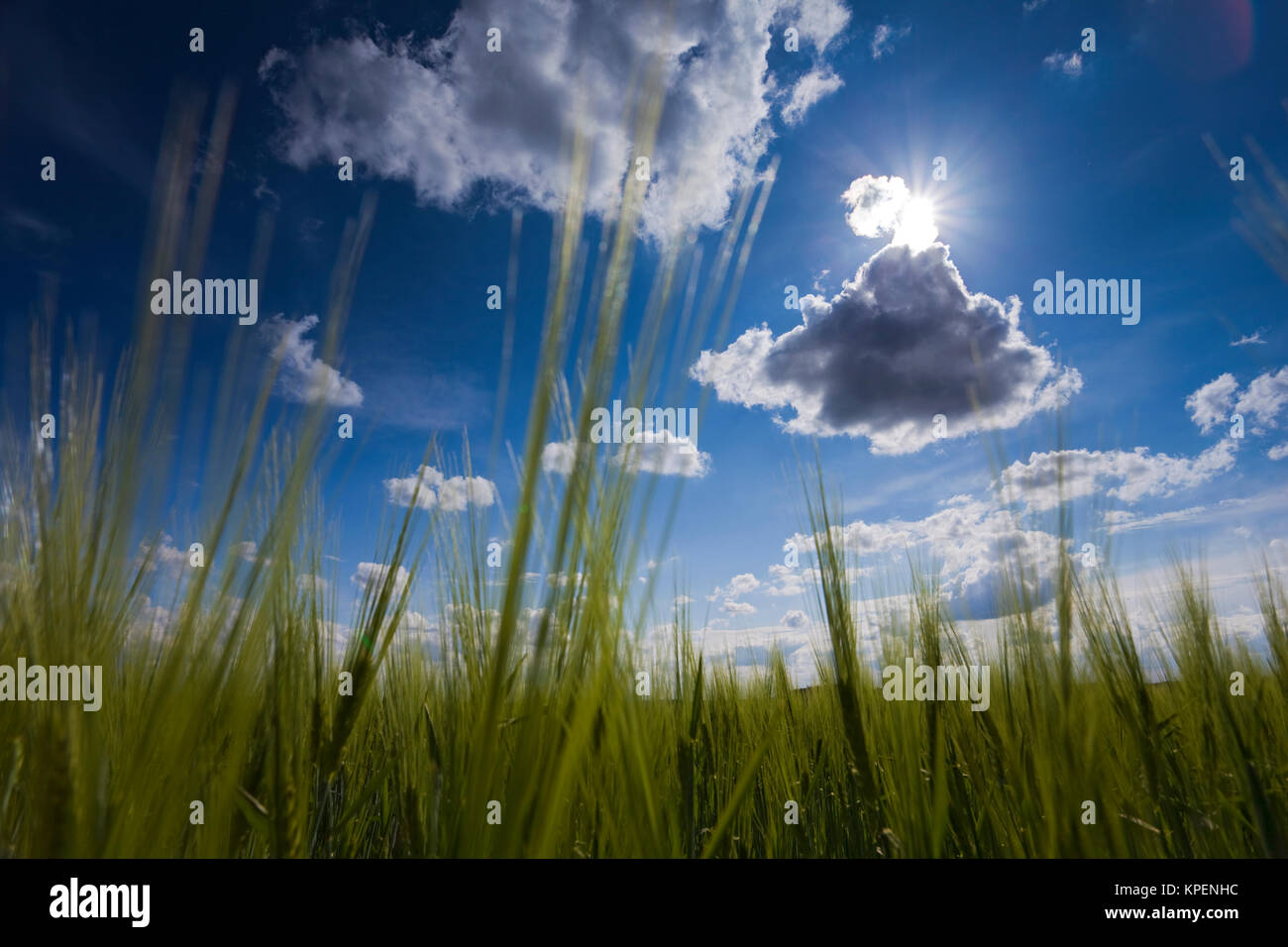 Felder und Weisen im Licht mit Schatten und Wolken,Sonnenstrahlen,Wolken über Landschaft Foto Stock