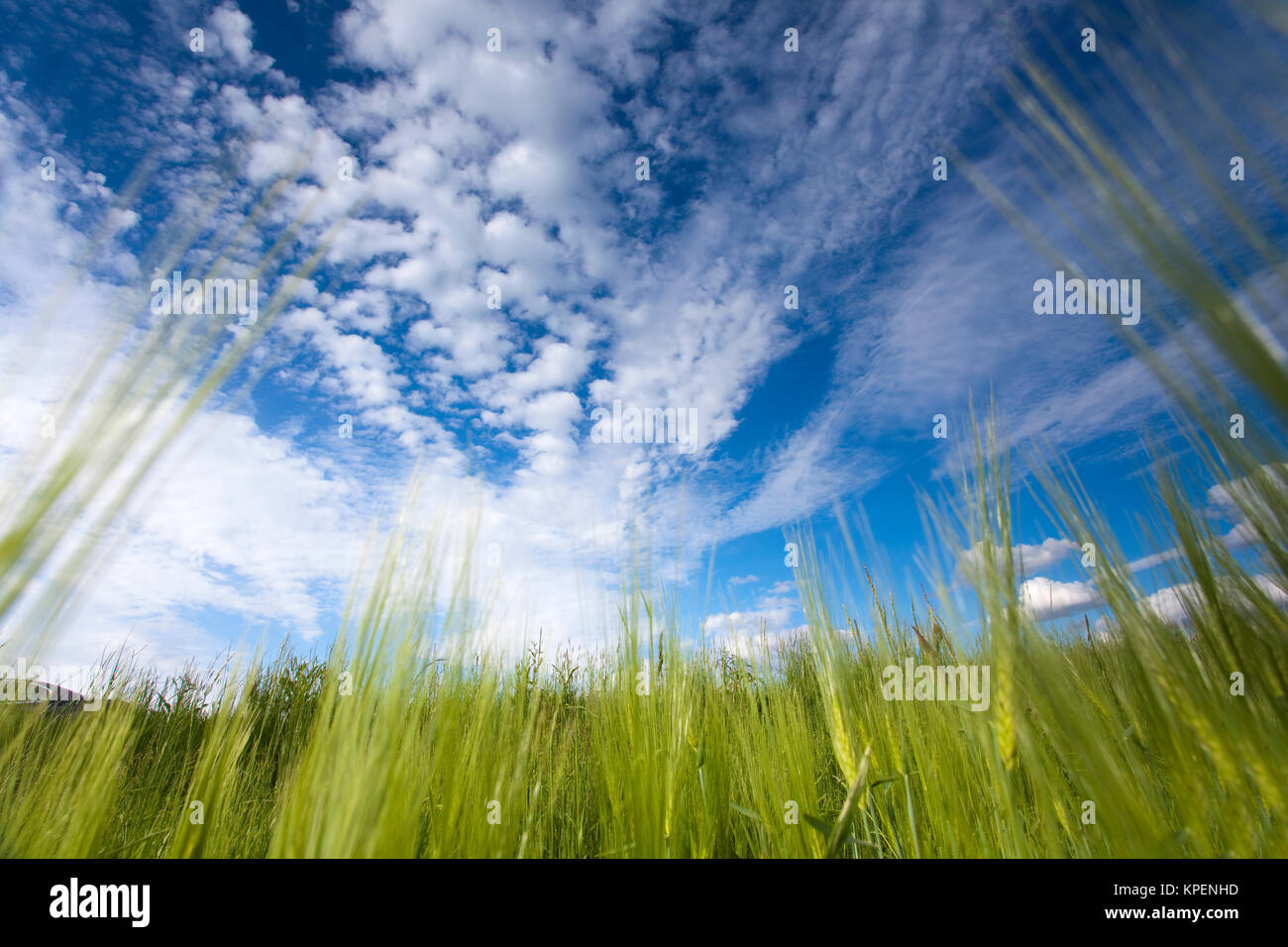 Felder und Weisen im Licht mit Schatten und Wolken,Sonnenstrahlen,Wolken über Landschaft Foto Stock