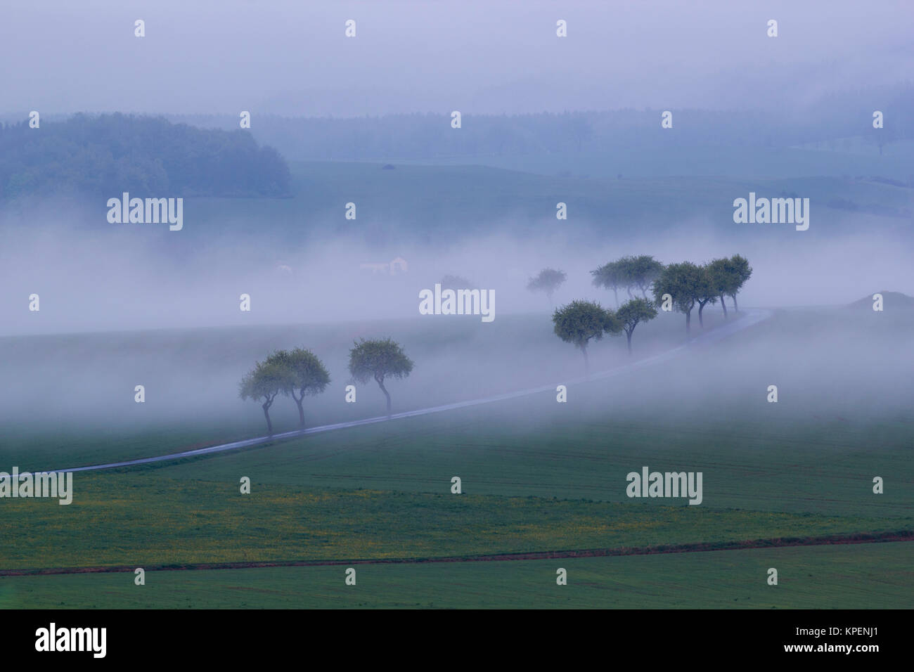 Sonnenaufgang im Nebel auf dem Feld,Wiesen und Wälder im Frühling,Nebelschwaden und durchbrechende Sonne Foto Stock