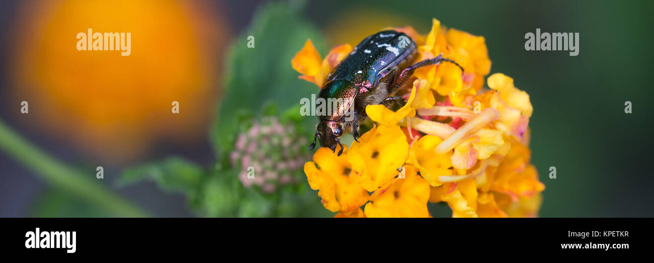 Â lutto rose beetle su Orange Blossom (oxythyrea funesta) Foto Stock