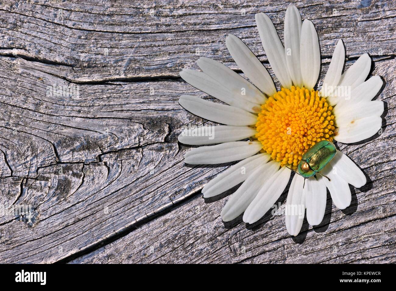 Silky caso beetle (cryptocephalus sericeus) su una margherita su legno Foto Stock