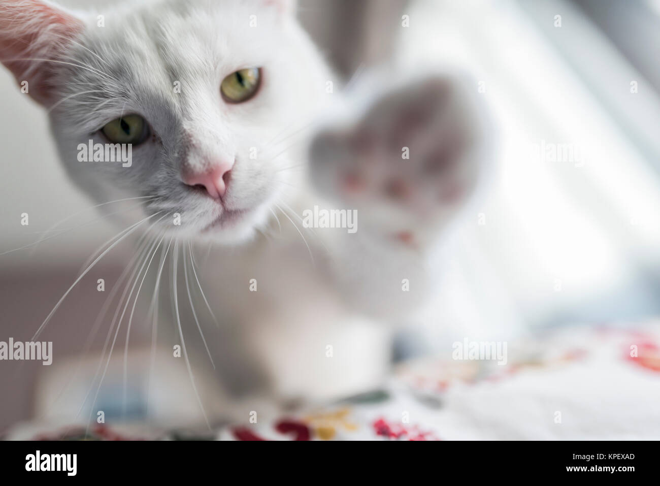 White Cat ritratto Foto Stock