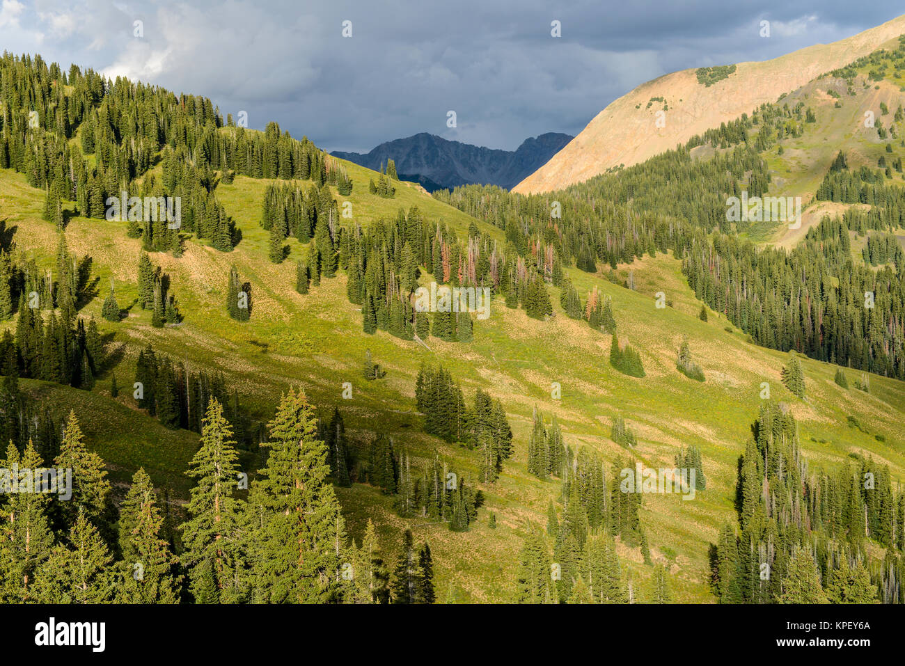 Piste di montagna - vista serale della foresta sempreverde su ripidi pendii montani, vicino a Crested Butte, Colorado, Stati Uniti d'America. Foto Stock
