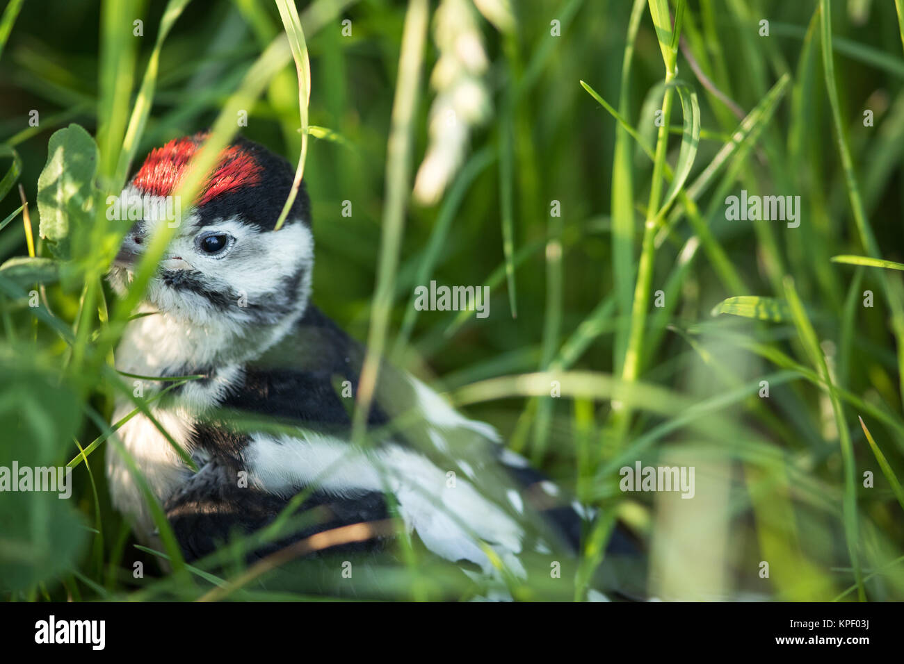 Giovani Picchio rosso maggiore sul terreno a destra dopo aver lasciato il nido, guardando intorno, meditando la questione dei battenti Foto Stock