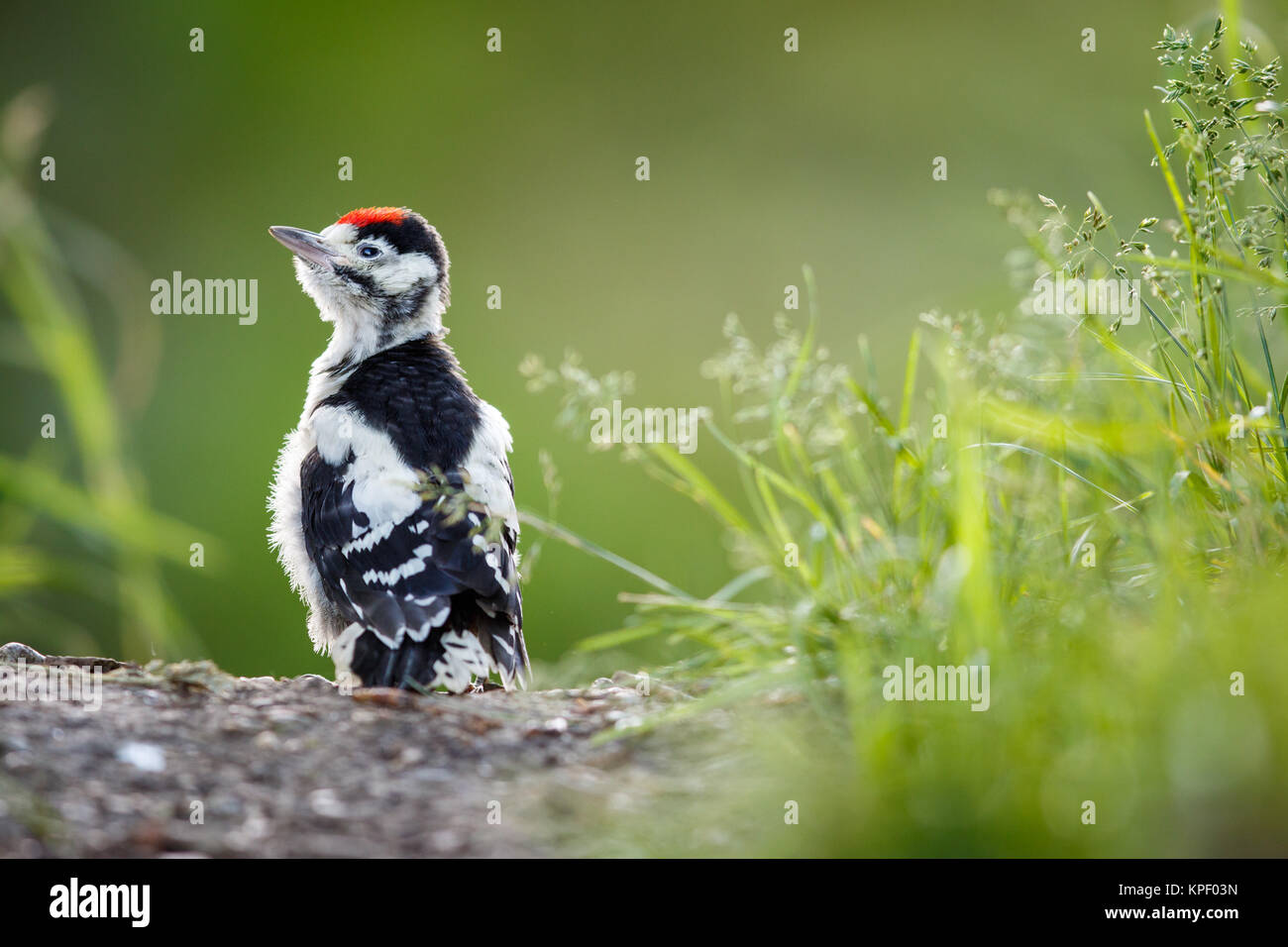 Giovani Picchio rosso maggiore sul terreno a destra dopo aver lasciato il nido, guardando intorno, meditando la questione dei battenti Foto Stock