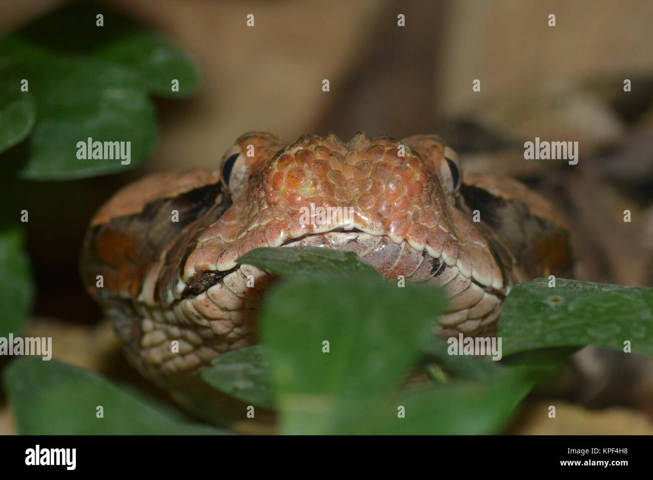 Gabonviper Foto Stock