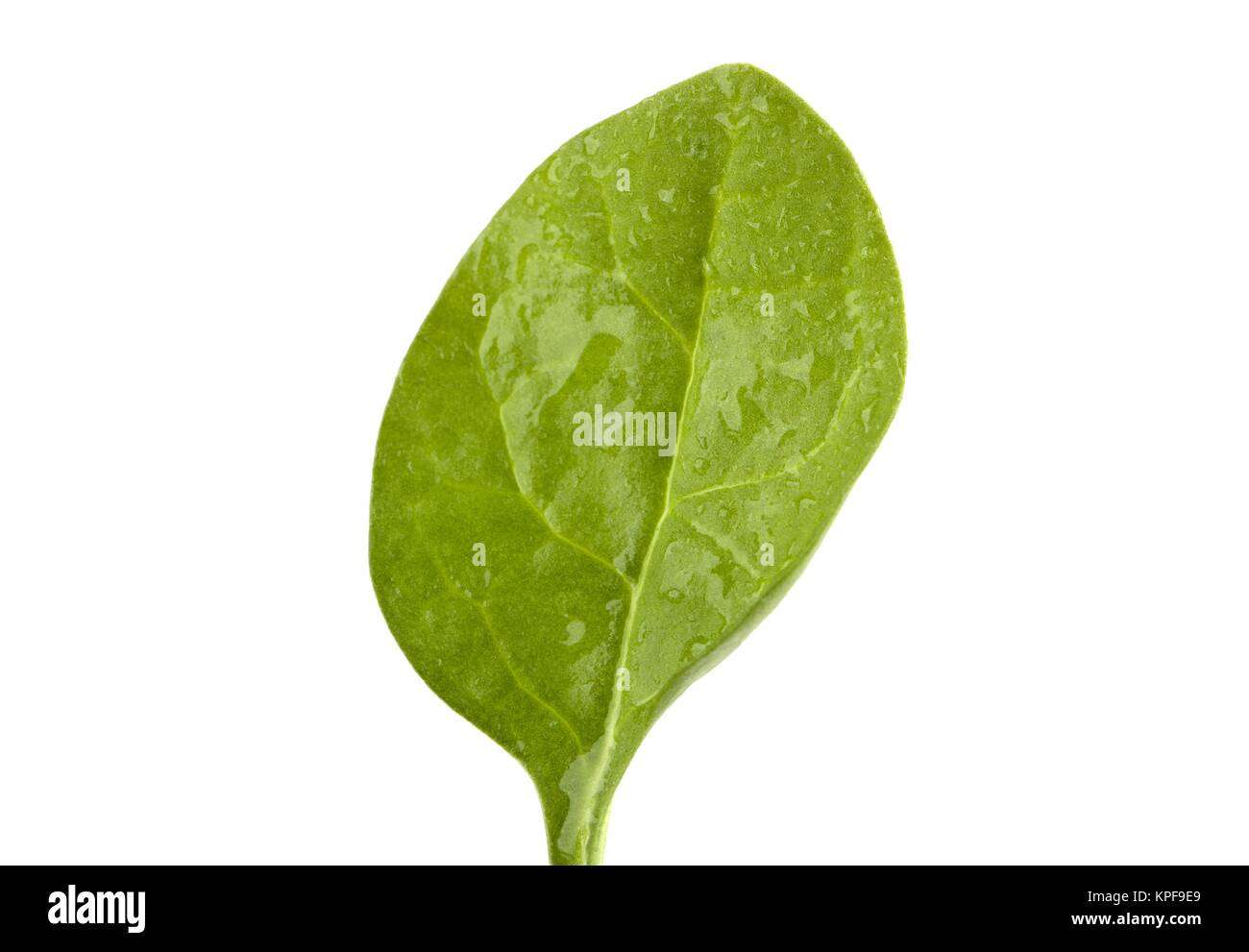 Fresche foglie di spinaci Foto Stock