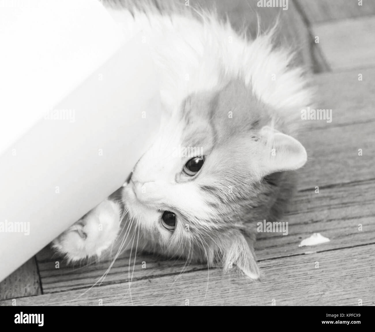 Gatto adulto di mordere il rullo bianco della carta di disegno in bianco e nero Foto Stock