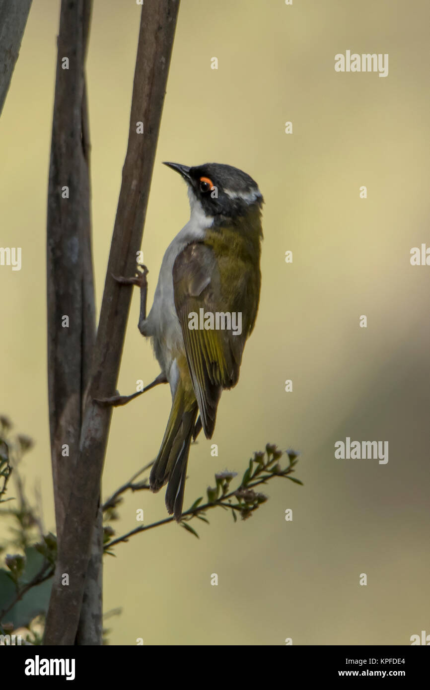 Bianco-naped Honeyeater, Melithreptus lunatus a Jumping Creek Reserve Foto Stock