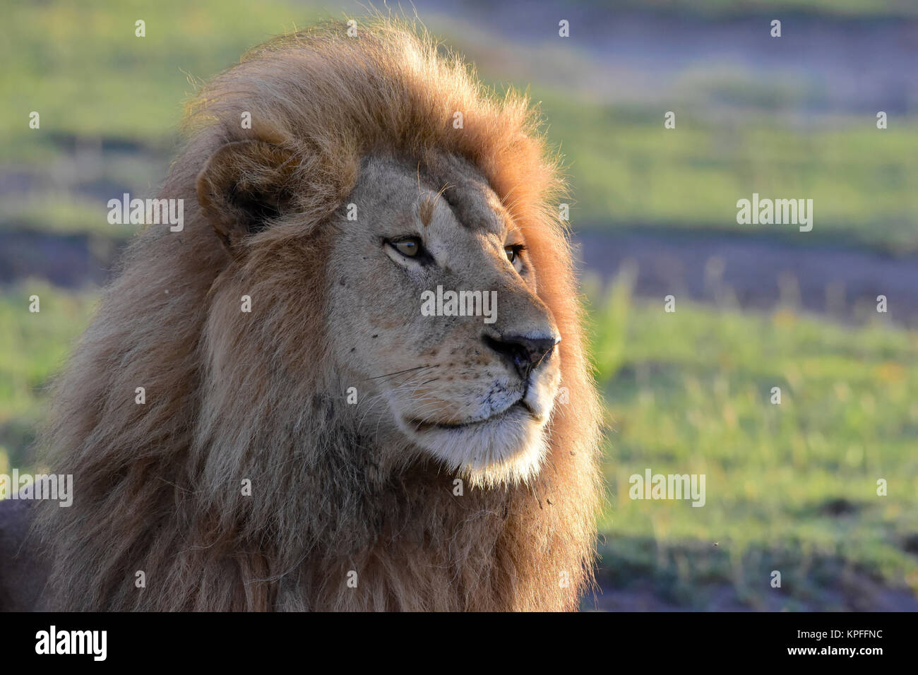 La fauna selvatica sightseeing in una delle principali destinazioni della fauna selvatica su earht -- Serengeti Tanzania.Staring maned lion. Foto Stock