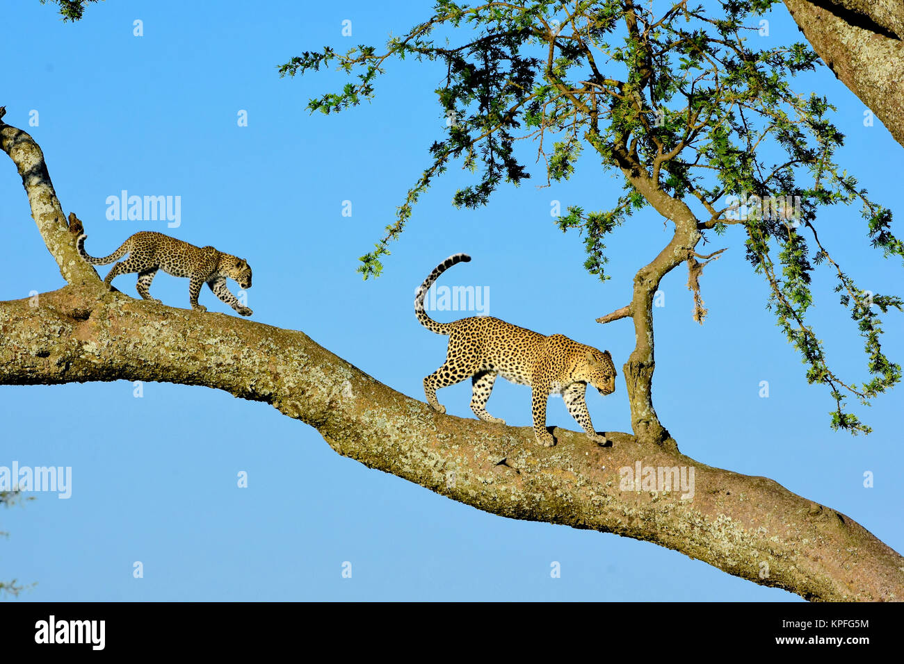 La fauna selvatica sightseeing in una delle principali destinazioni della fauna selvatica su earht -- Serengeti, Tanzania. Equilibratura di Leopard e cub nella struttura ad albero. Foto Stock