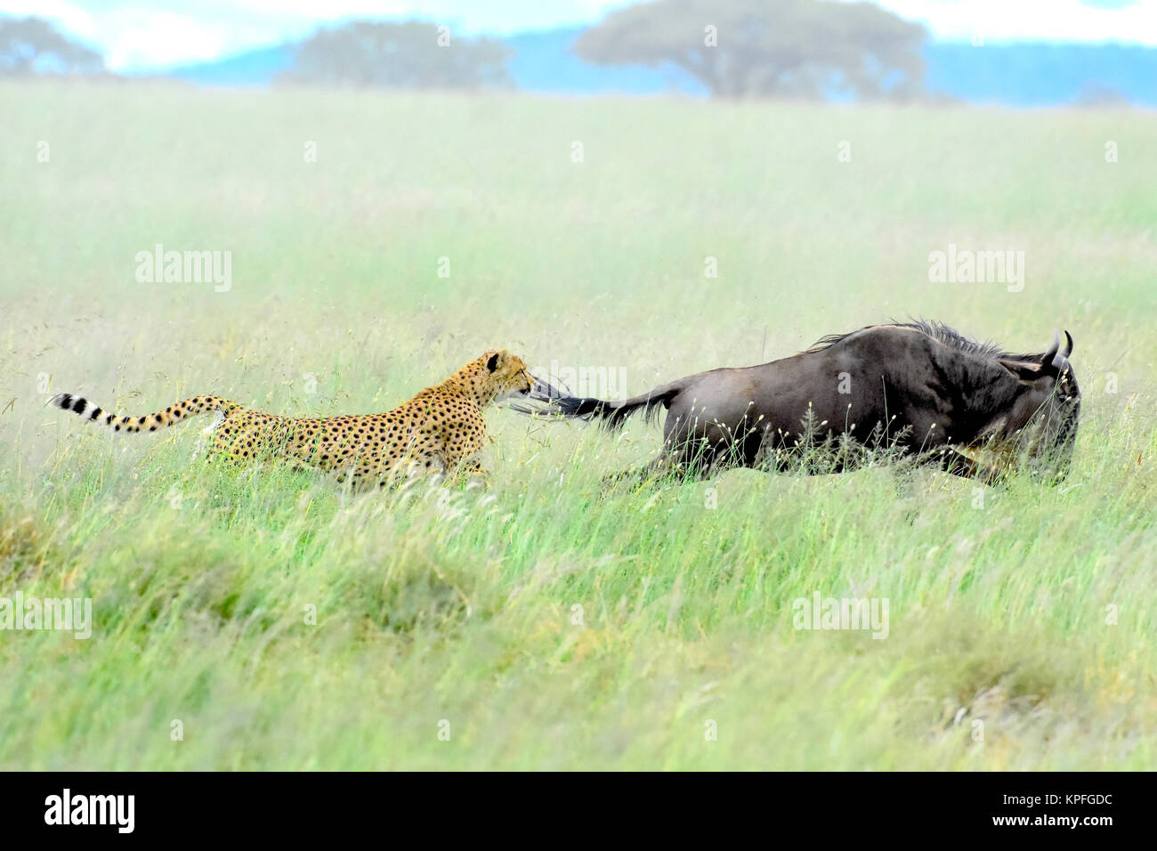 La fauna selvatica sightseeing in una delle principali destinazioni della fauna selvatica su earht -- Serengeti, Tanzania. Ghepardo a caccia di gnu in erba lunga. Foto Stock