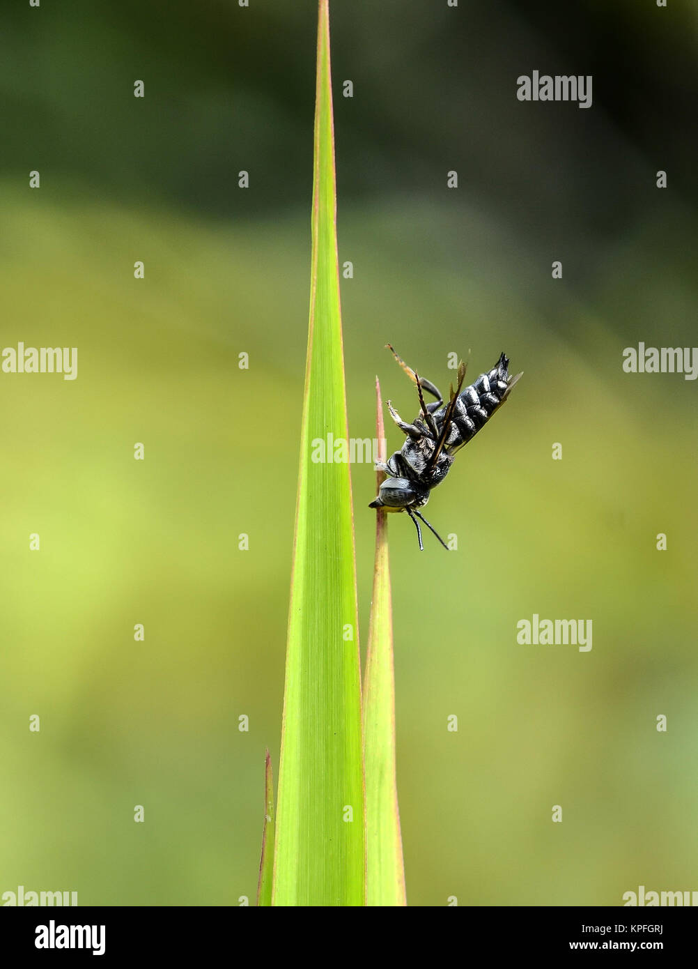 Un bianco e nero bee dormire a testa in giù con la sua bocca appeso su una foglia top. Foto Stock