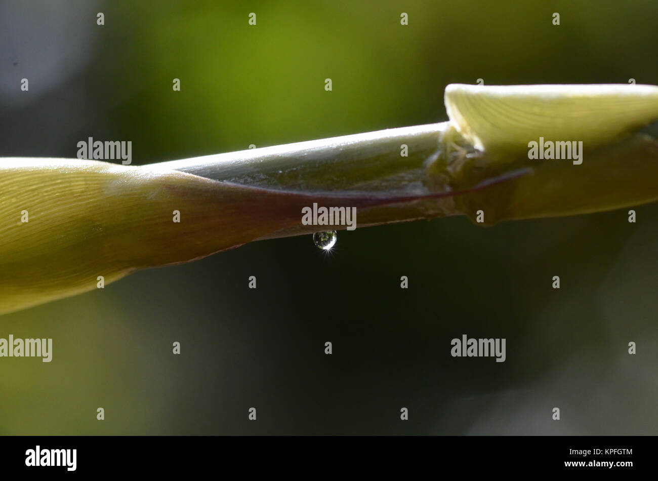 Una goccia di acqua su un ramo di bambù Foto Stock