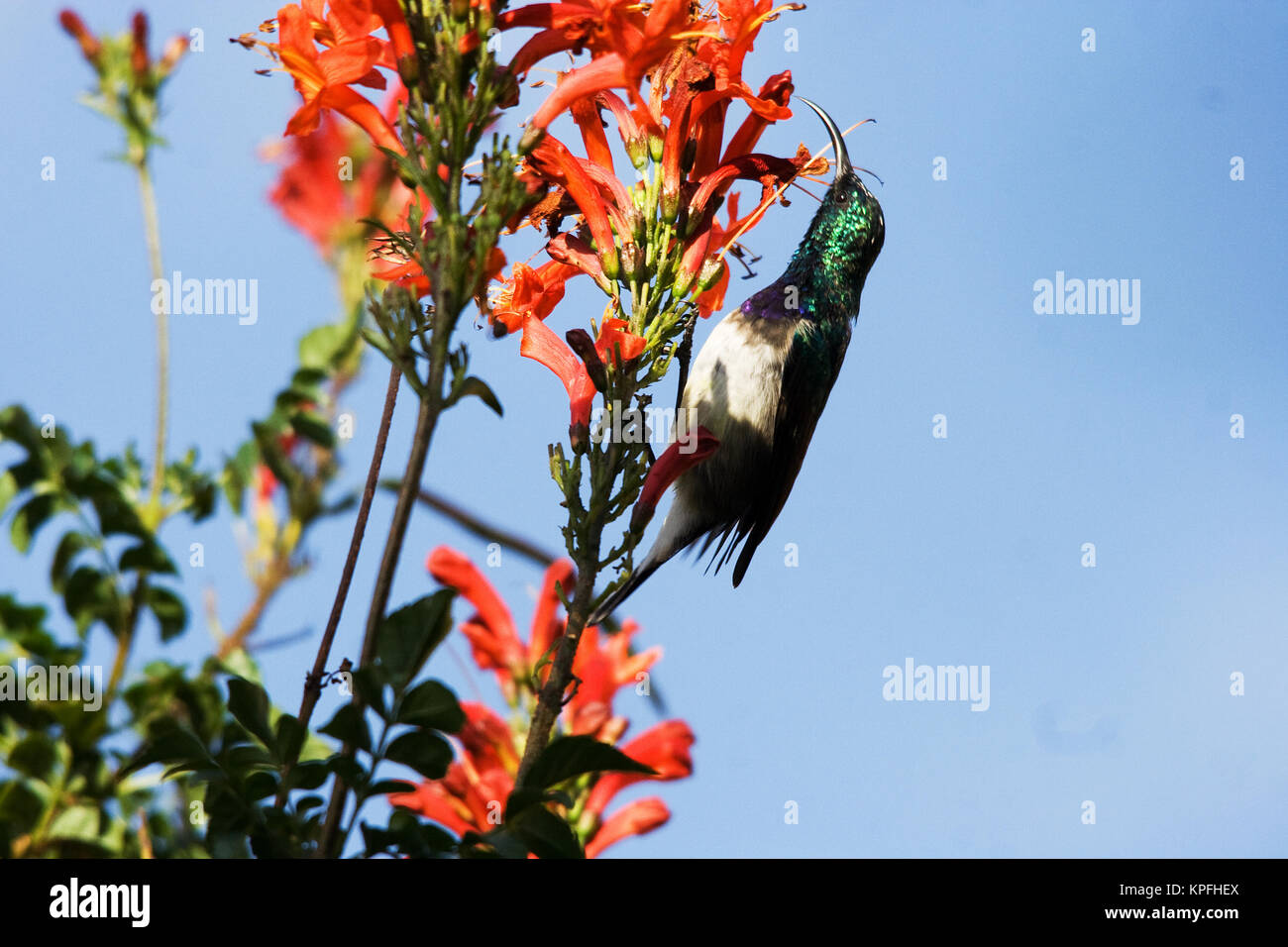 Bianco maschio-panciuto Sunbird (Cinnyris talatala) su Capo Caprifoglio (Tecoma capensis) Foto Stock