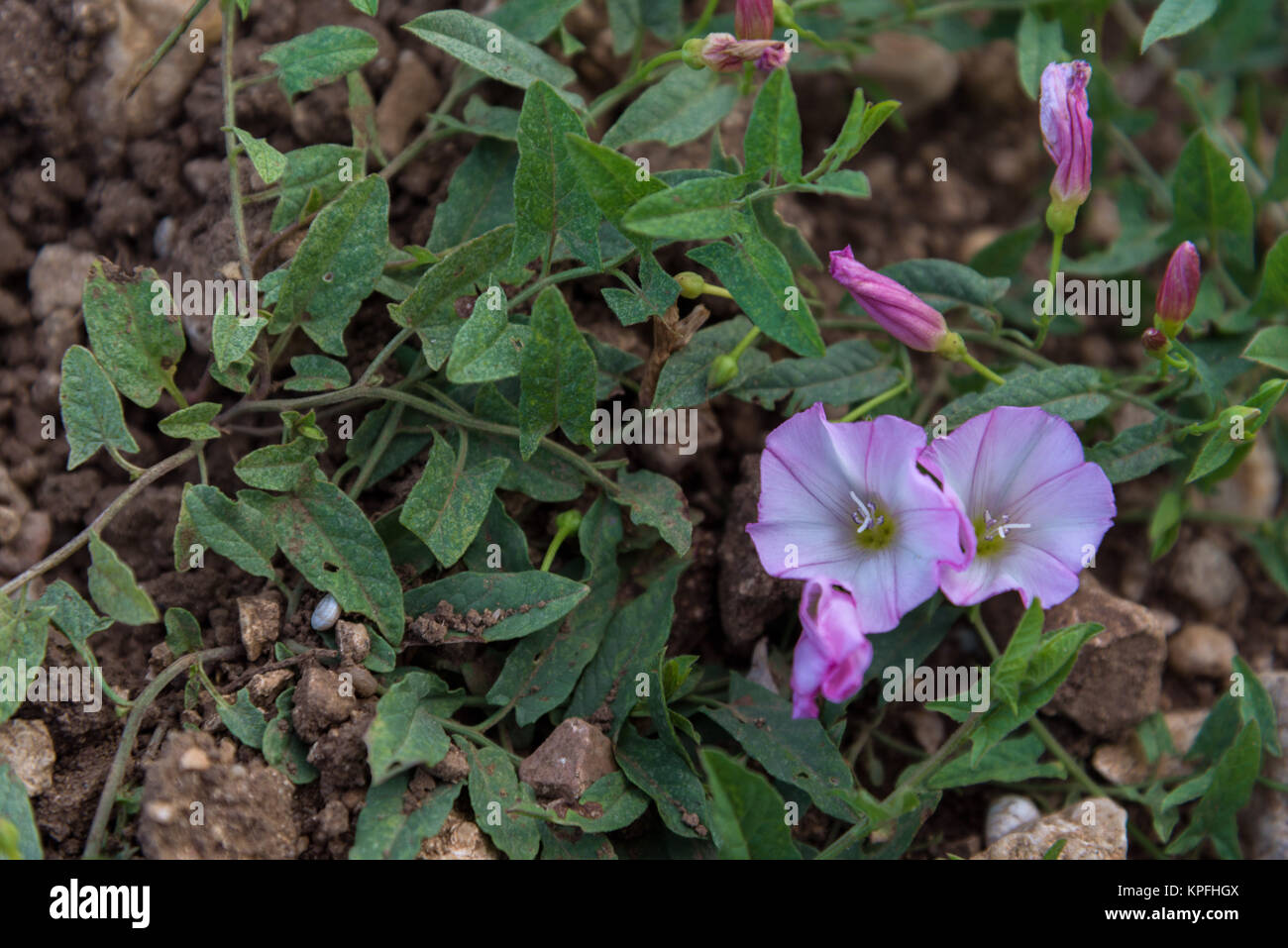 Millefiori rosa close up Foto Stock
