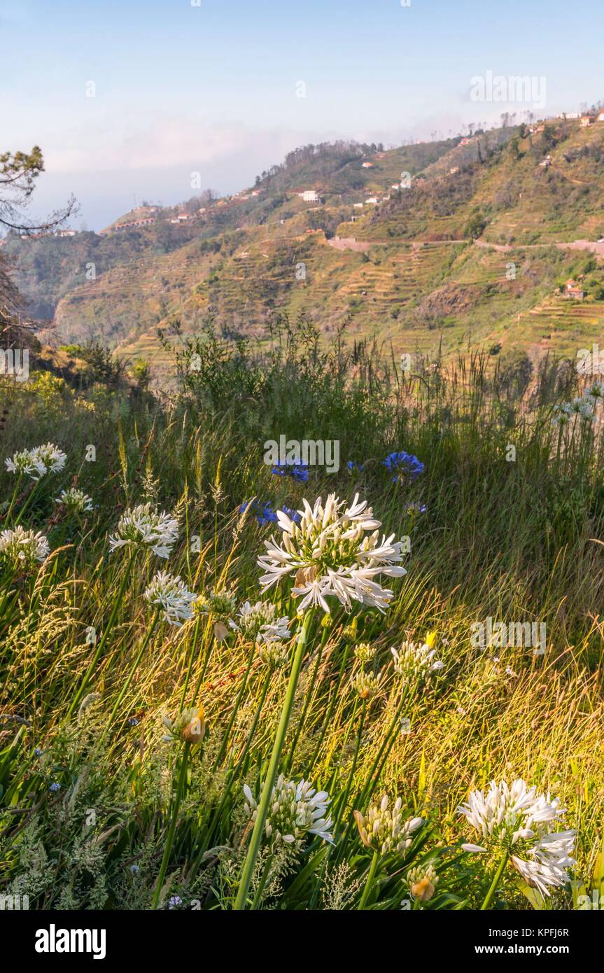 Levada walking trail ultimi villaggi di montagna con terrazze campi in oriente madeira - levada dos tornos camacha con fiori tipici agapanthus - aeonium. Foto Stock