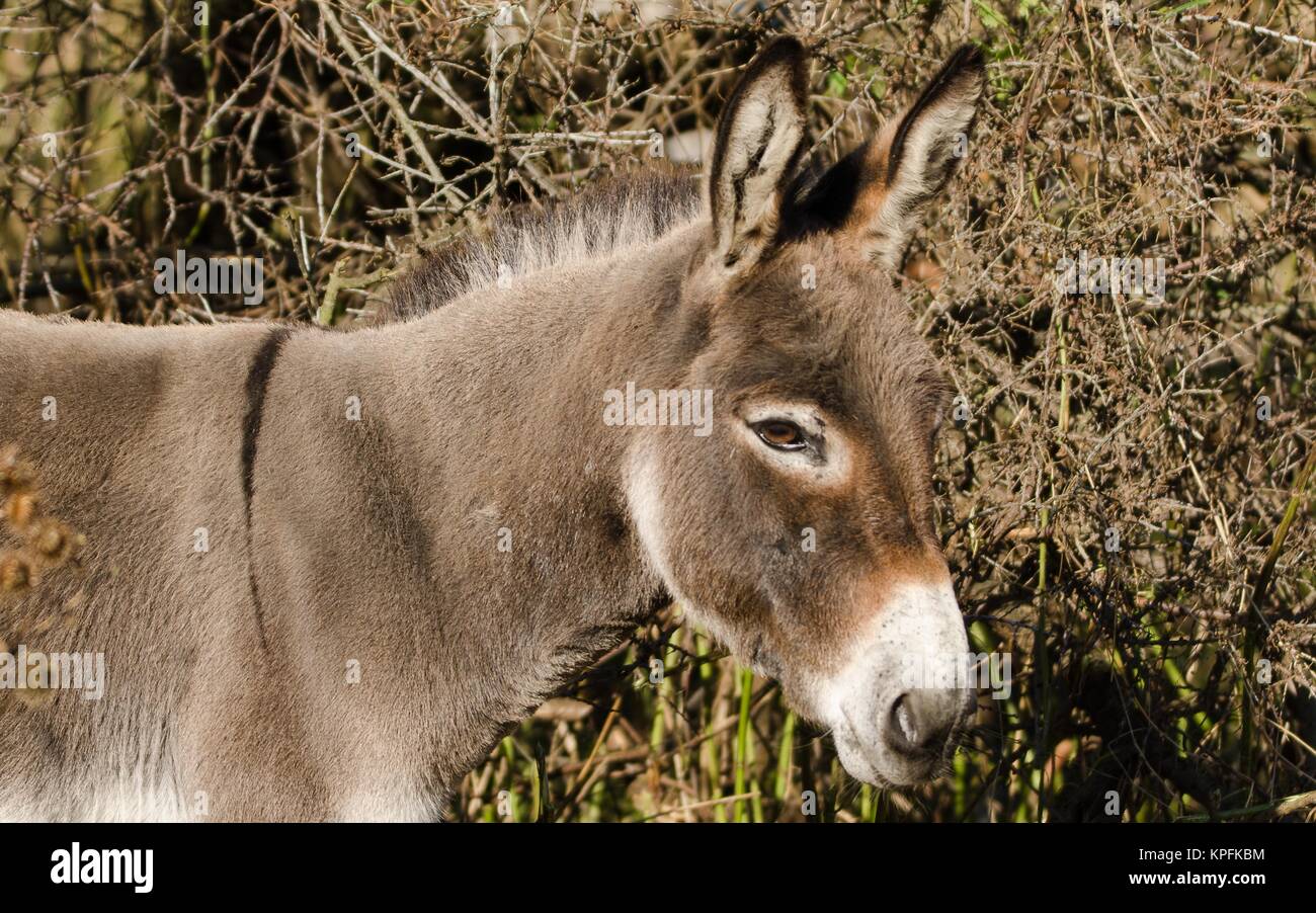 Germania,LÃ¼beck-TravemÃ¼nde - asini nella Riserva Naturale di Primall Foto Stock