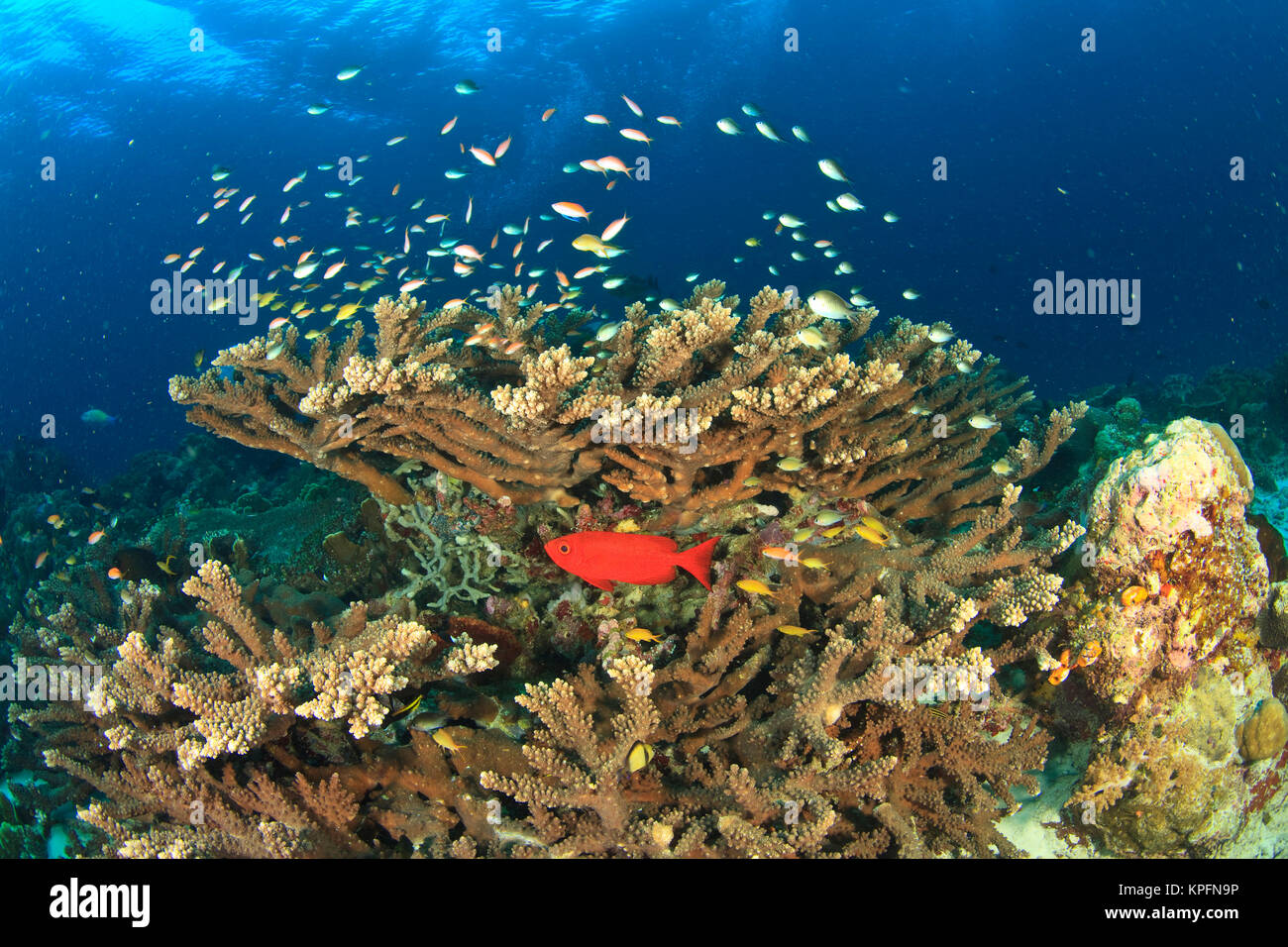 Tonno obeso nasconde sotto coralli duri, Kadola Isola, Gruppo Lucipara, Banda Mare, Indonesia Foto Stock