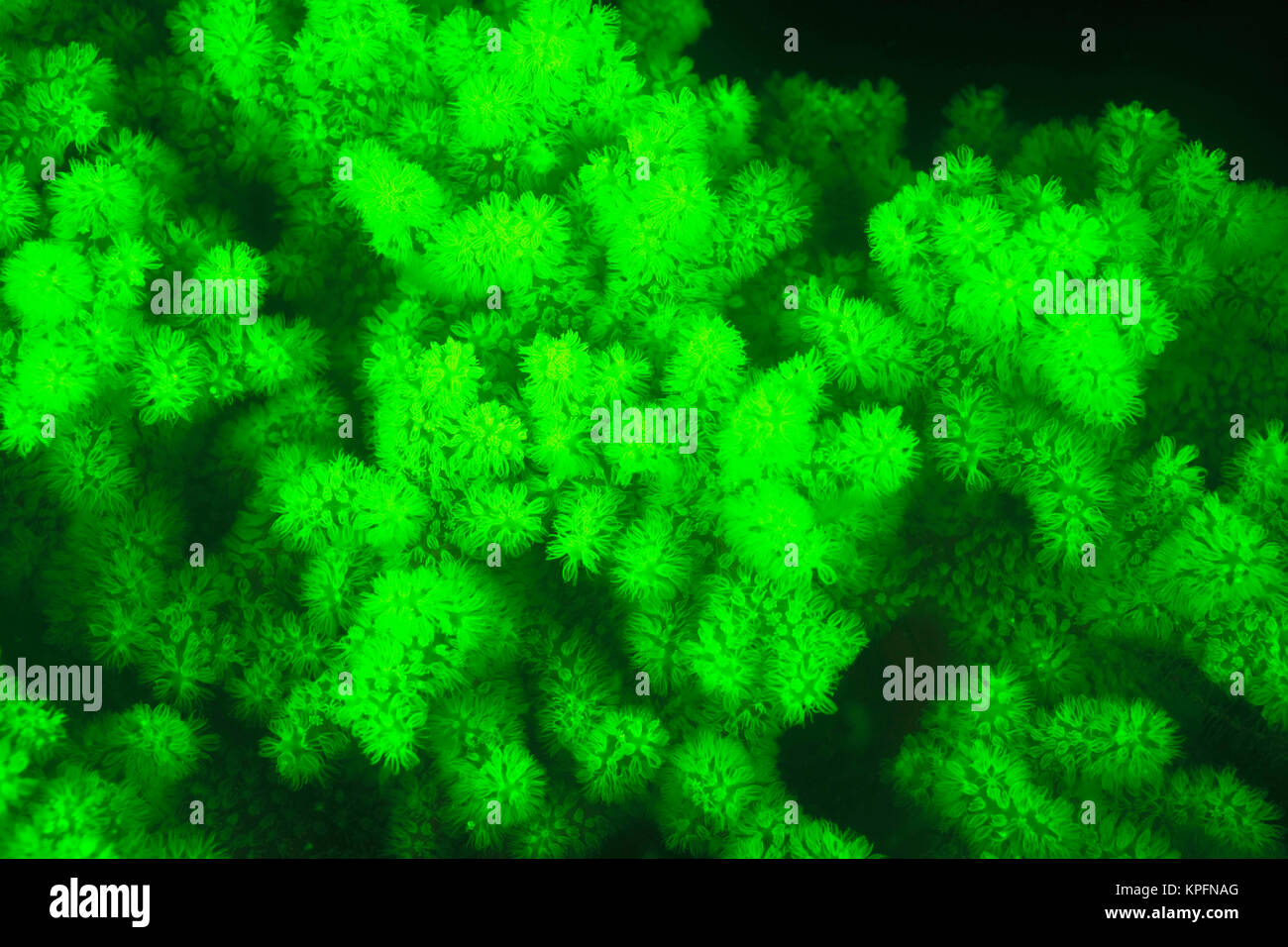 Naturale di fluorescenza che si verificano in subacquea Corallo duro (Acropora sp.), acquisite mediante offerte di bloccaggio di UV filtri di barriera, immersione notturna vicino villaggio Lewolin, Illi Isola Api, Selat Boleng stretto, Indonesia Foto Stock