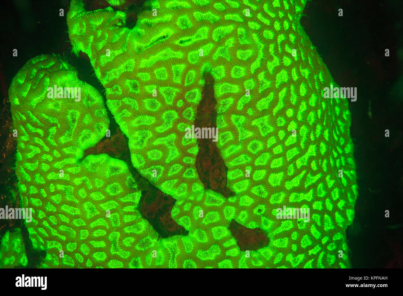 Naturale di fluorescenza che si verificano in underwater coralli duri (Favia sp.), acquisite mediante offerte di bloccaggio di UV filtri di barriera, immersione notturna vicino villaggio Lewolin, Illi Isola Api, Selat Boleng stretto, Indonesia Foto Stock