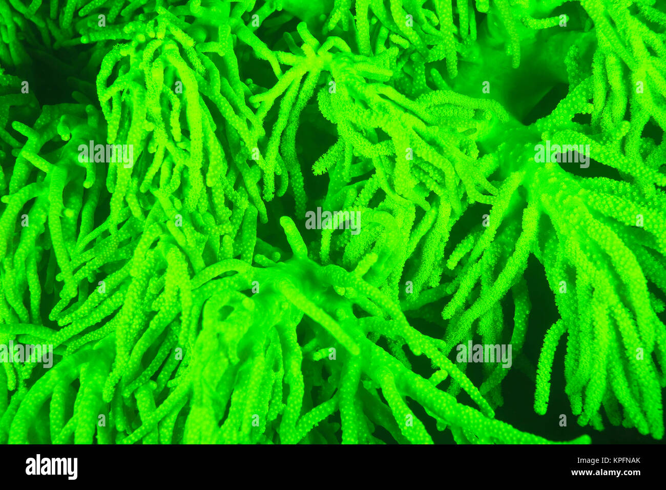 Naturale di fluorescenza che si verificano in subacquea corallo morbido (Sinularia sp.), acquisite mediante offerte di bloccaggio di UV filtri di barriera, immersione notturna vicino villaggio Lewolin, Illi Isola Api, Selat Boleng stretto, Indonesia Foto Stock